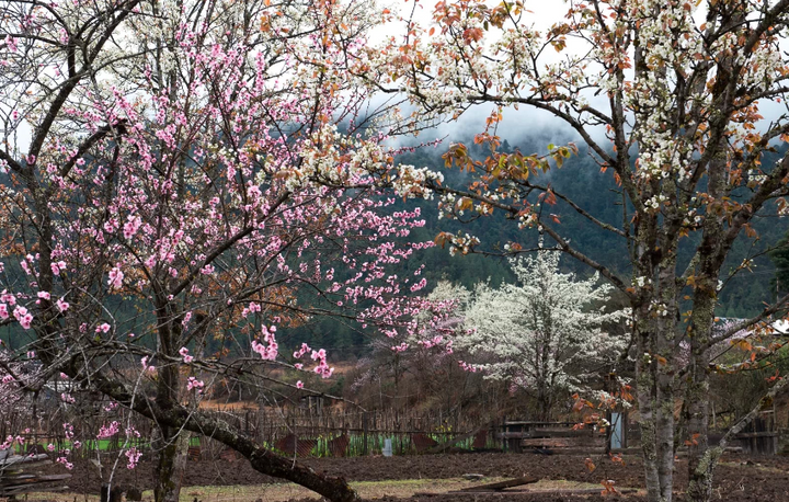 🌳Astounding Arunachal: A Cultural Mosaic of Festivals